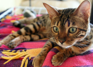 Accessori per animali domestici 1374 0 Accessori per animali domestici_ok